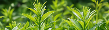 緑の野草